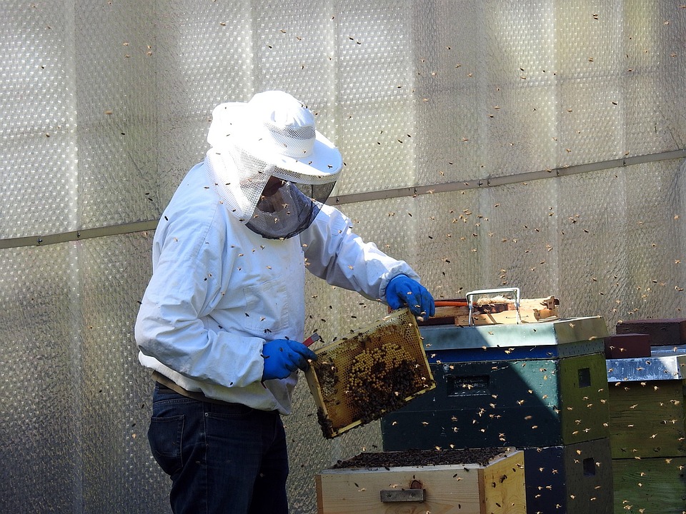 beekeeping