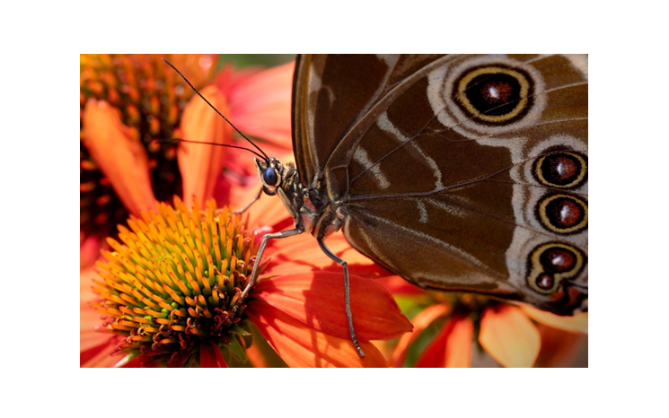 butterfly on a pink flower