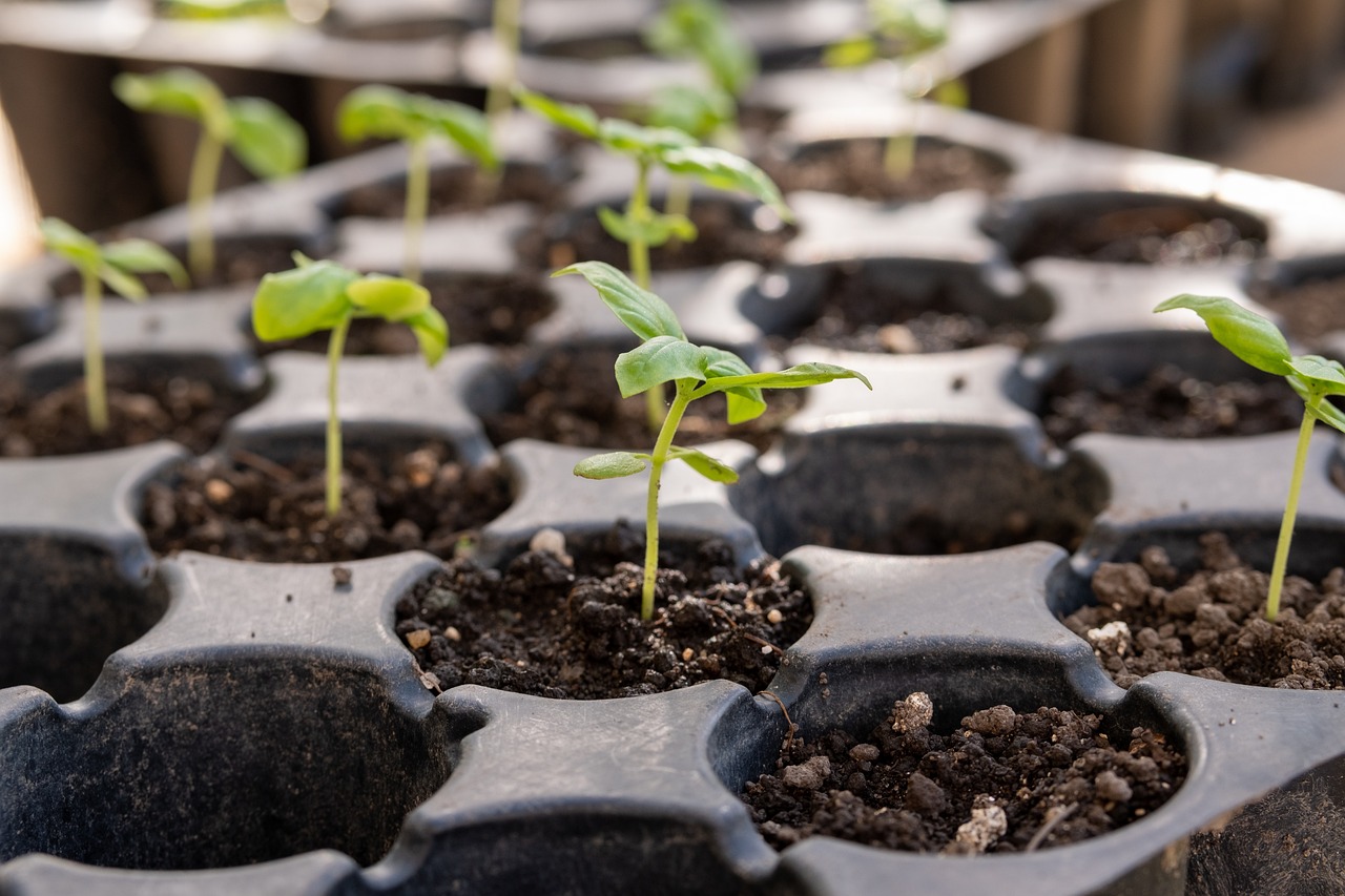 seedlings growing in small containers