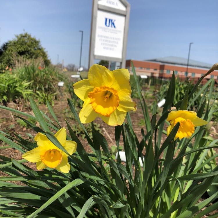  Yellow Daffodils