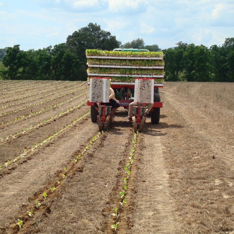  No-till tobacco field