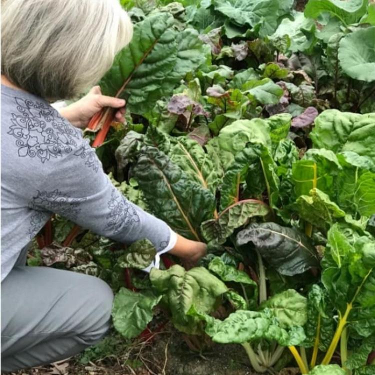  Master Gardener working in the garden.